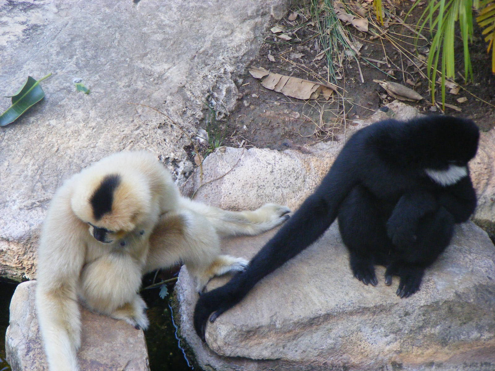 White-cheeked Gibbons - April, 2010
