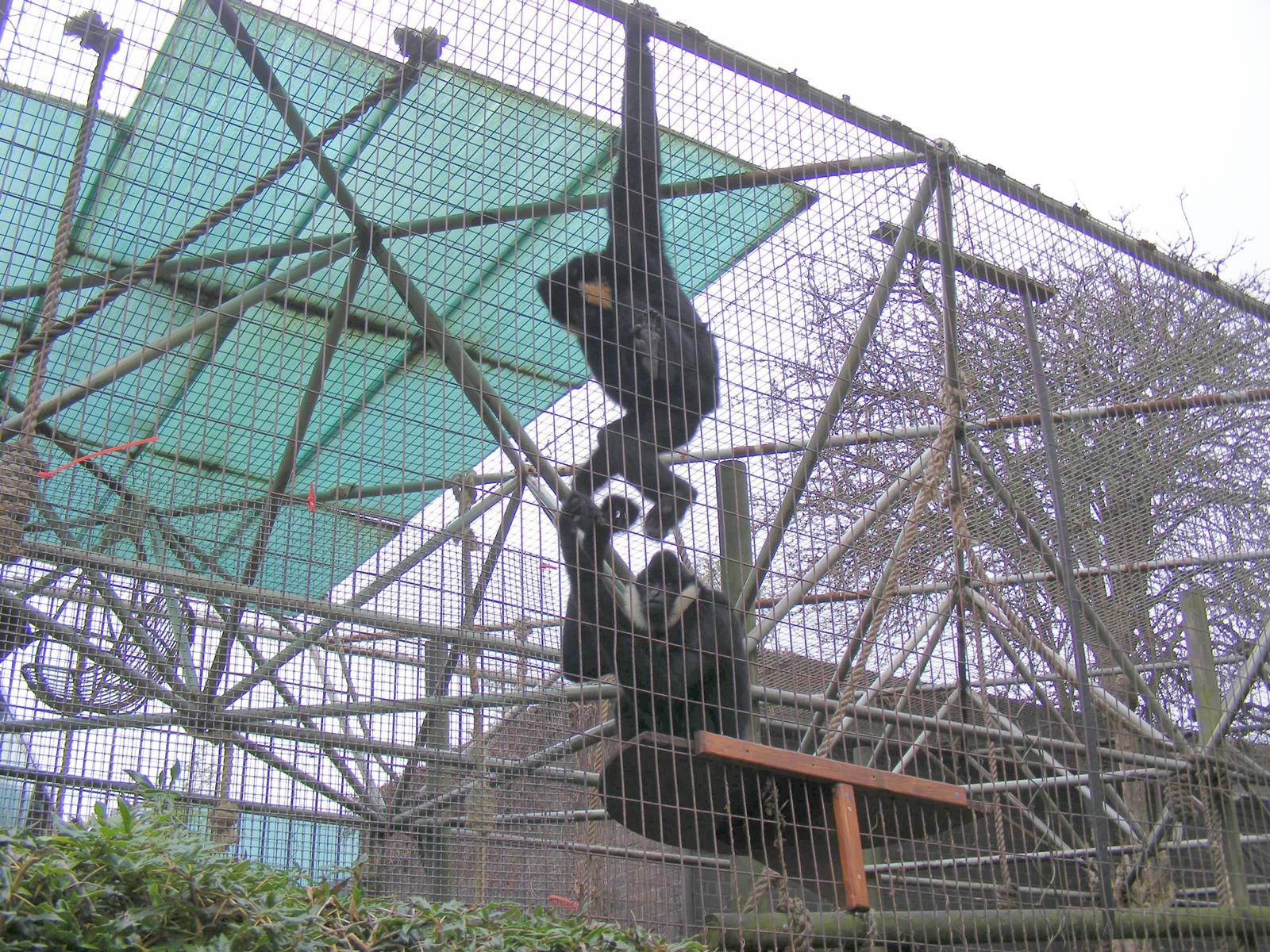 White-cheeked gibbons at London Zoo, 15 January 2011