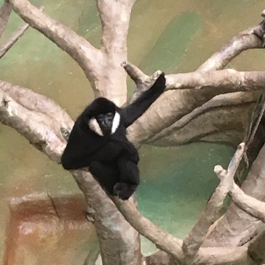 White-Cheeked Gibbons | Brookfield Zoo