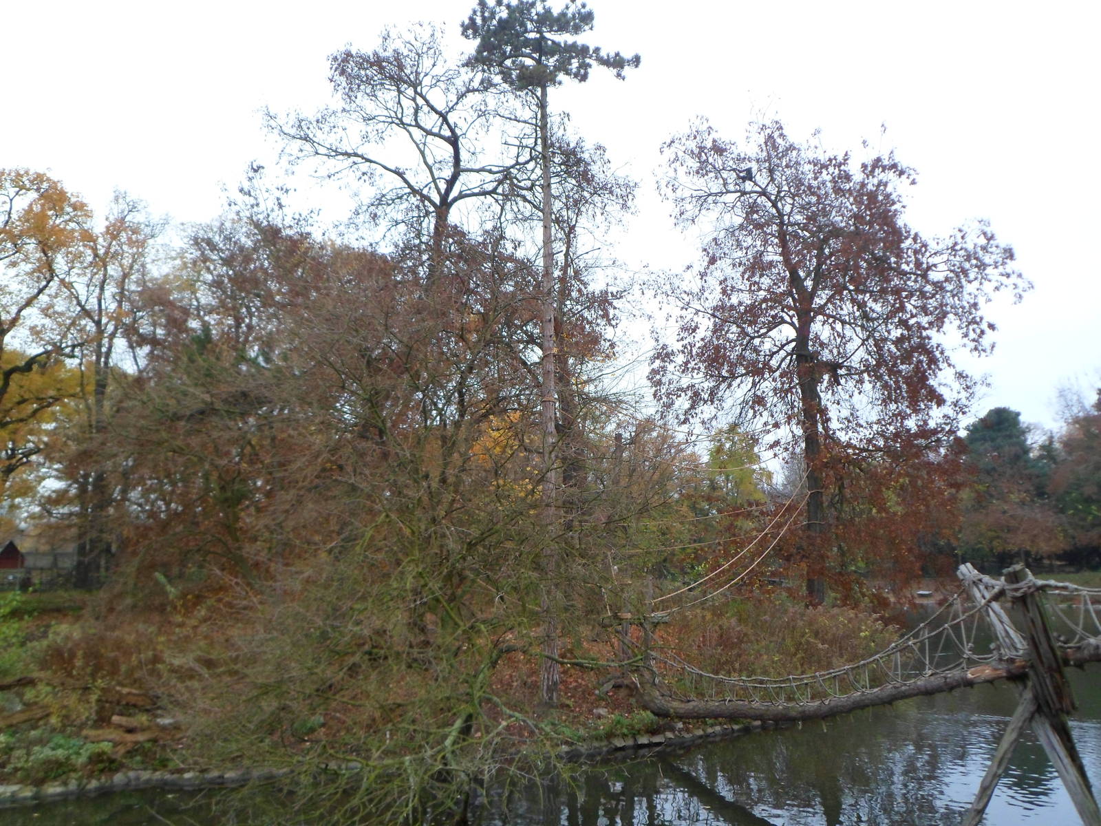 white-cheeked Gibbon's island