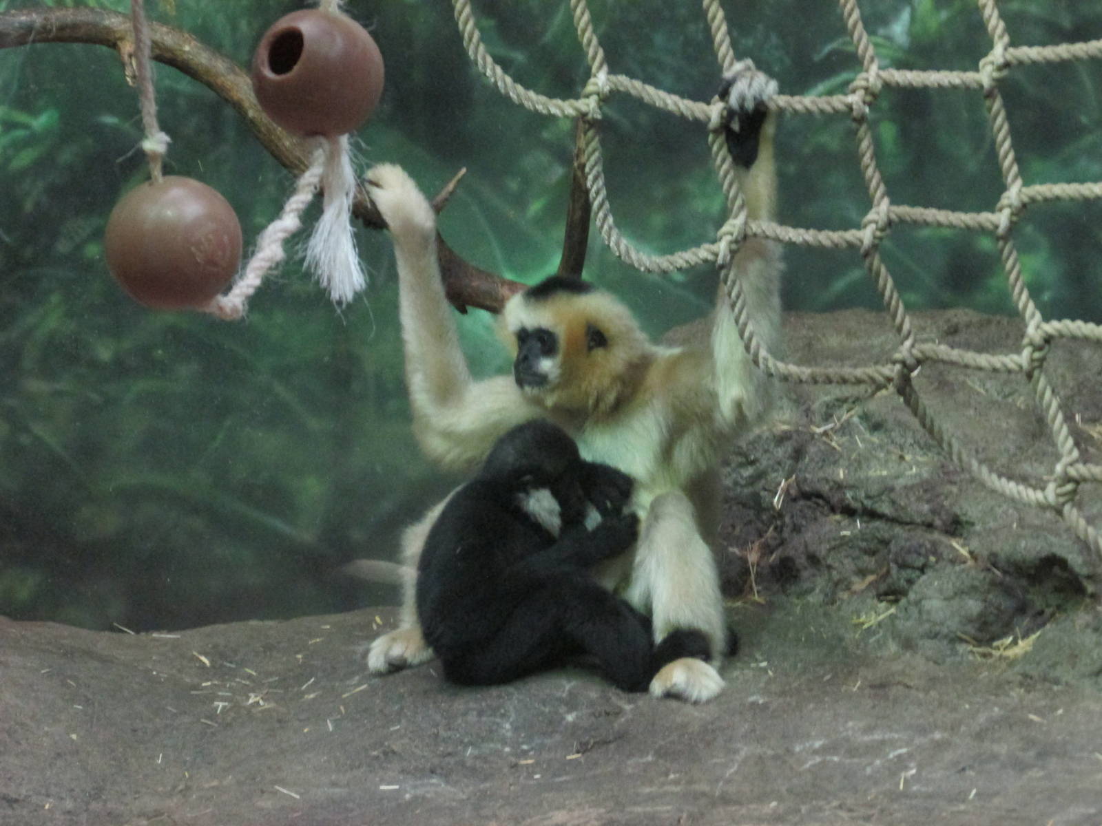 White Cheeked Gibbons LPZ