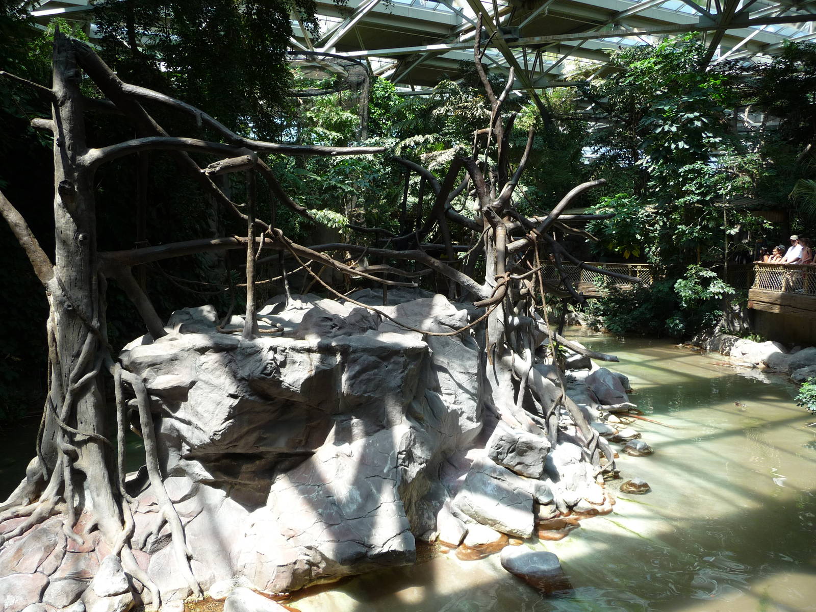 White-Cheeked Gibbons - Minnesota Zoo