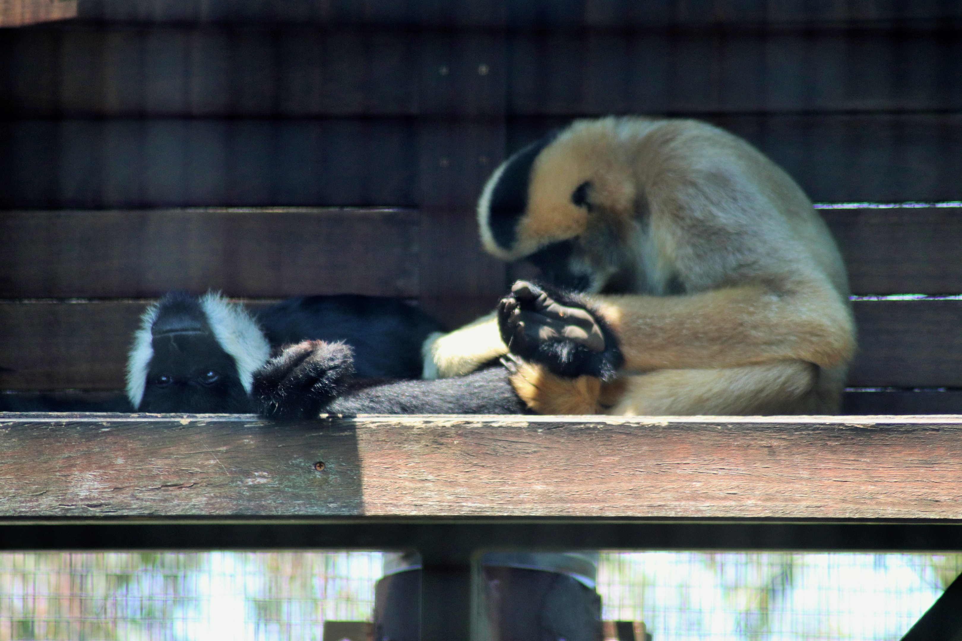 White-cheeked Gibbons (Nomascus leucogenys)