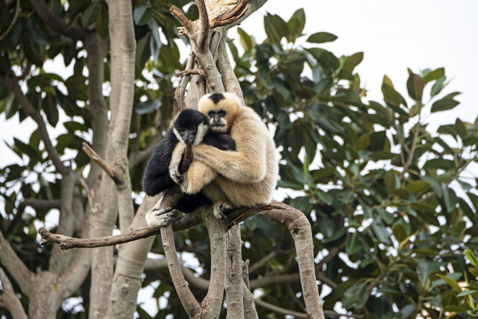 White-cheeked gibbons 'Tuson' and 'Viet'