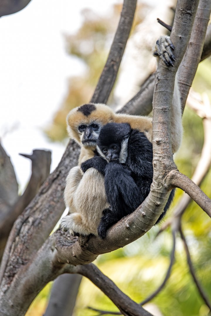 White-cheeked gibbons 'Viet' and 'Tuson'