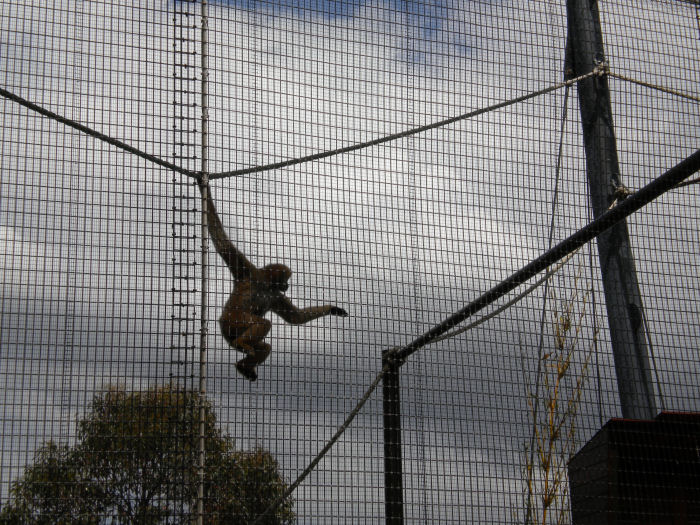 White-cheeked gibbons