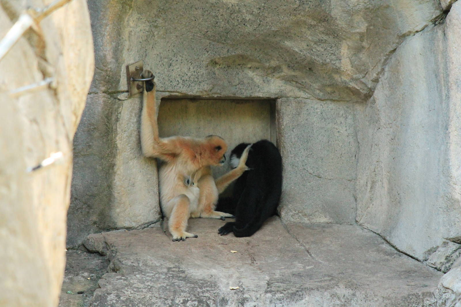 White-Cheeked Gibbons
