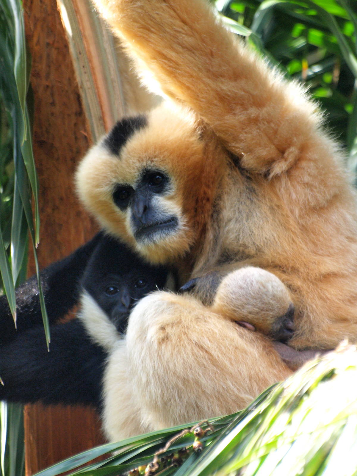 White-cheeked Gibbons
