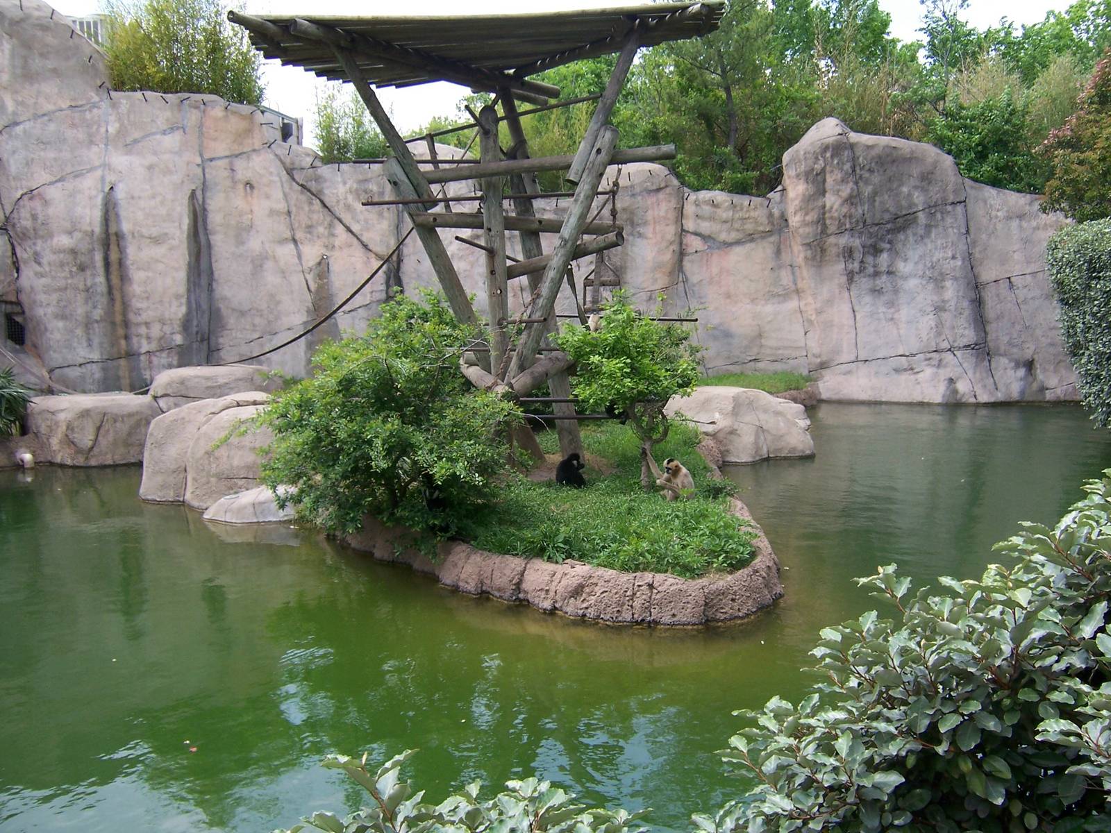 White Cheeked Gibbons