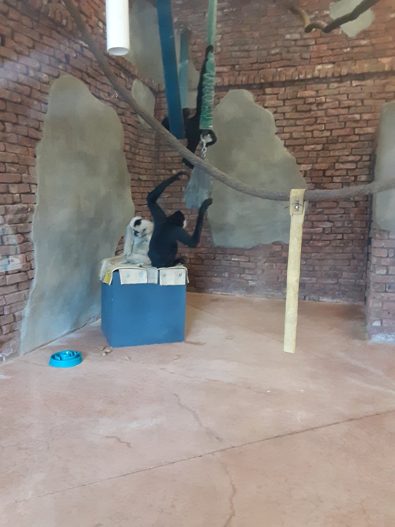 White-Cheeked Gibbons