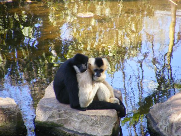 White Cheeked Gibbons