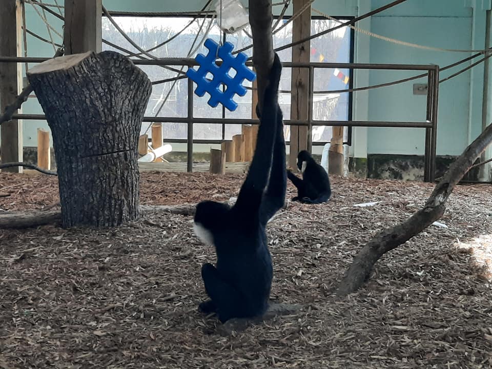 White Cheeked Gibbons