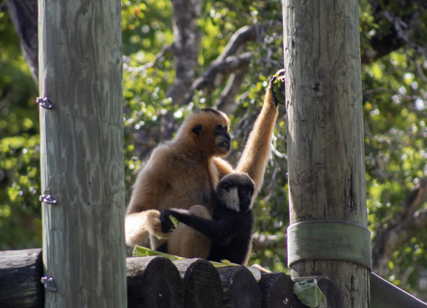 White-cheeked Gibbons