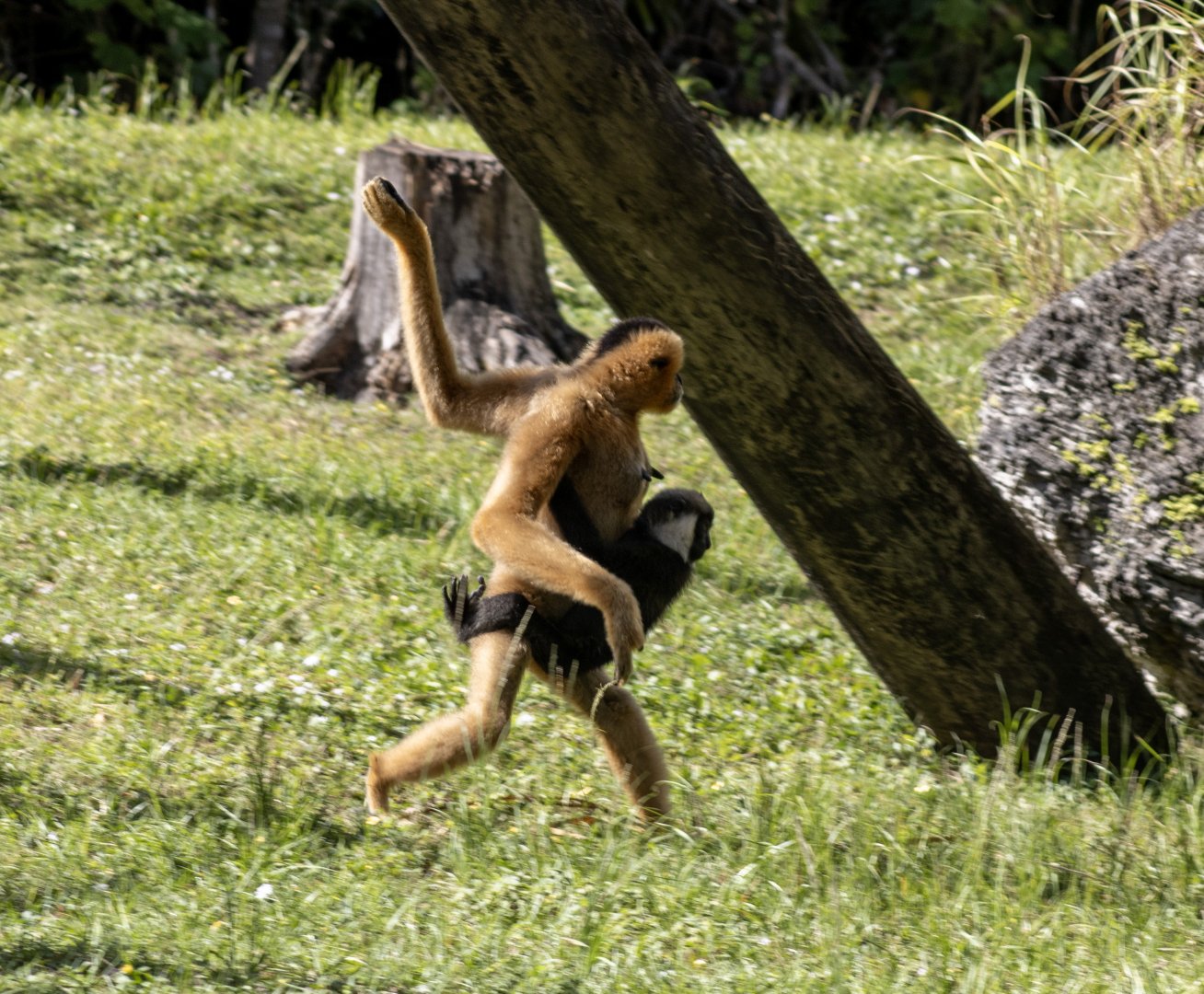 White-cheeked Gibbons
