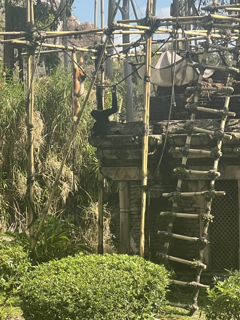 White-Cheeked Gibbons