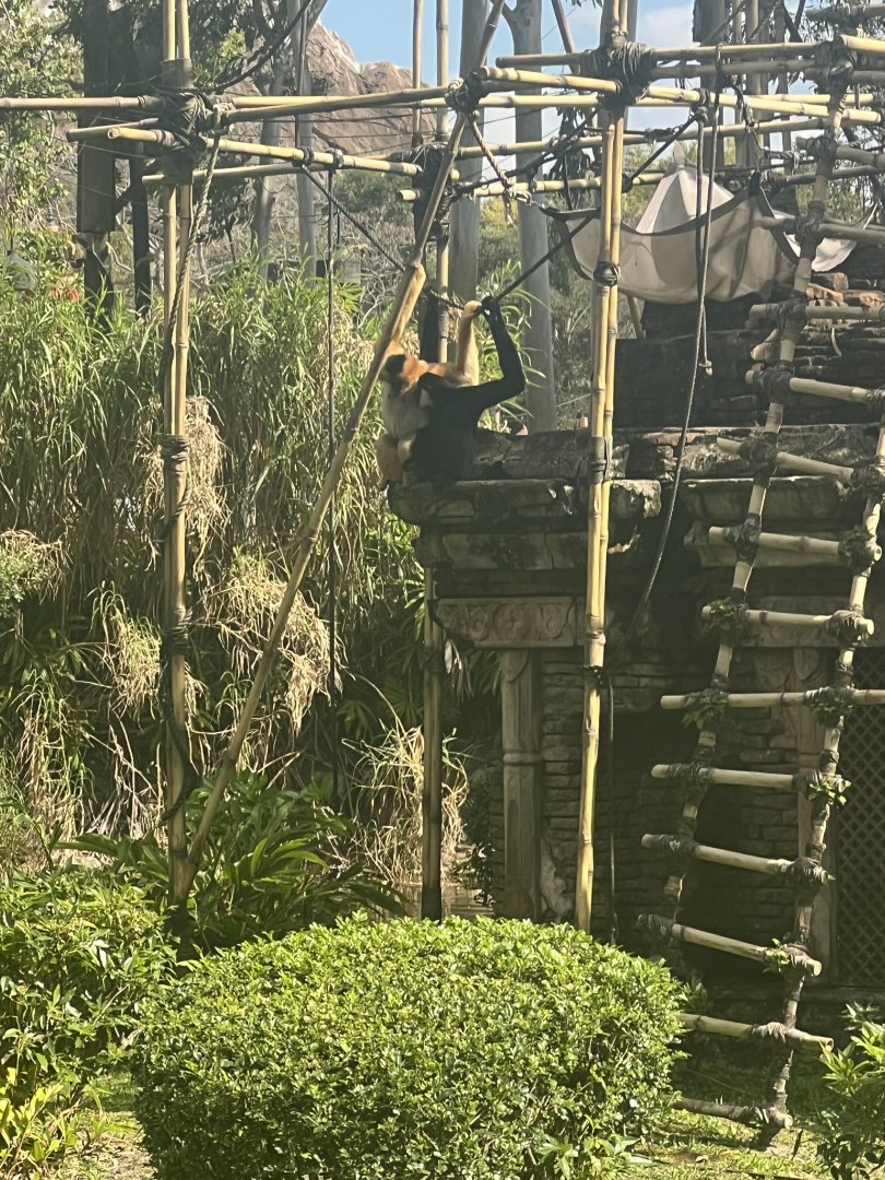 White-Cheeked Gibbons