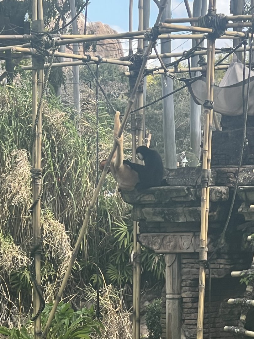 White-Cheeked Gibbons