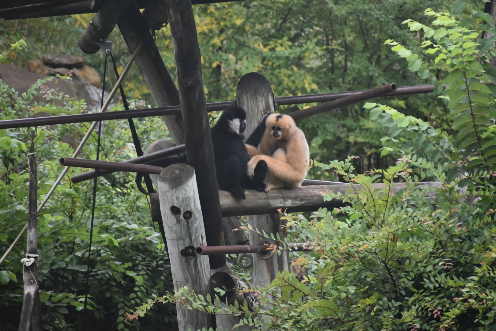White-cheeked Gibbons
