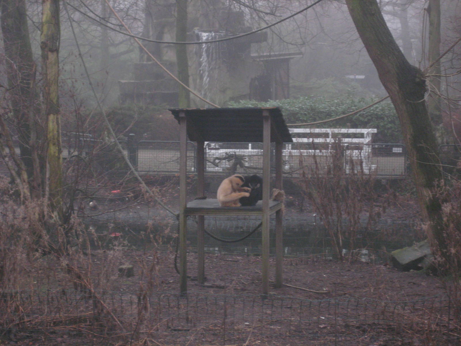 White-cheeked gibbons