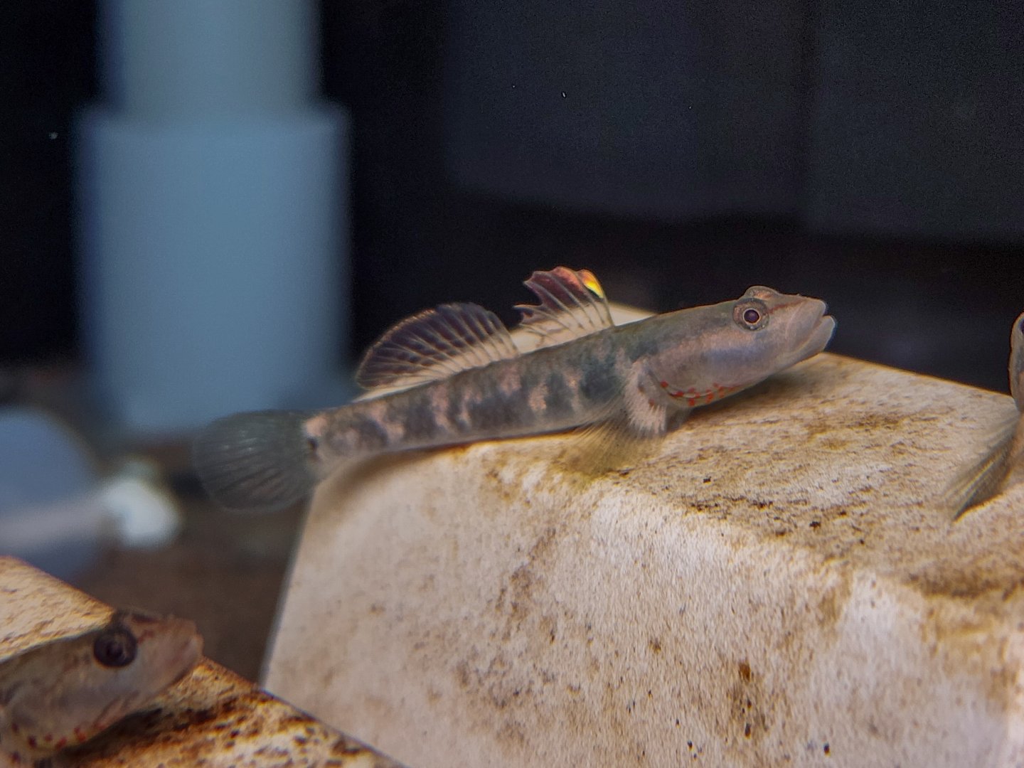 White-cheeked Goby (Rhinogobius duospilus)