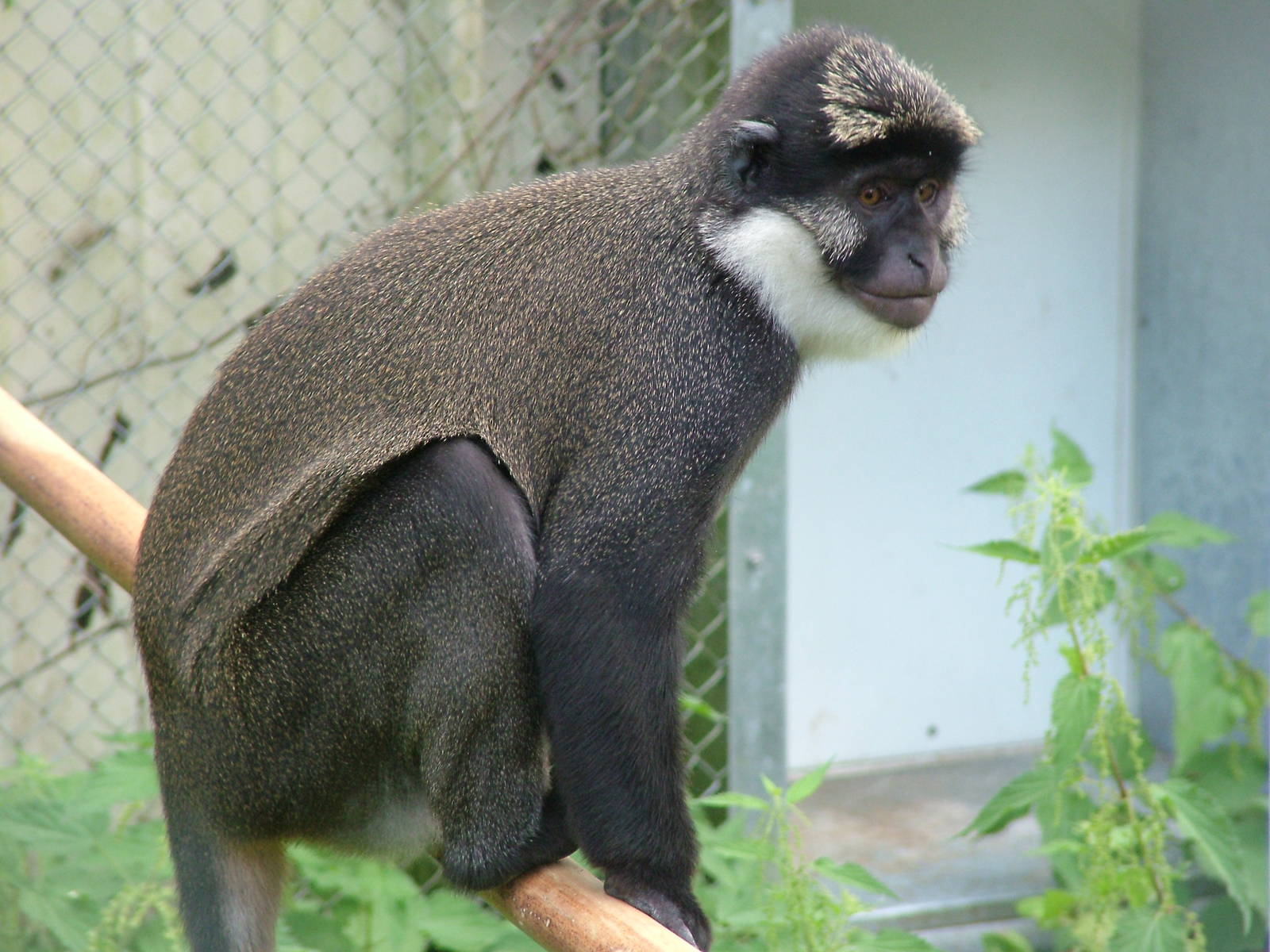 White-cheeked Guenon at Mulhouse 29/08/09
