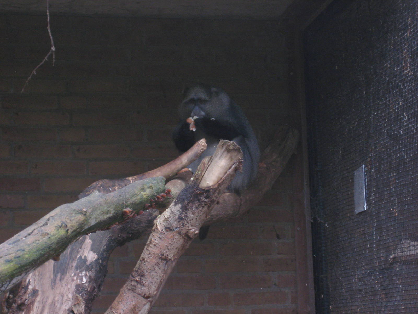 White-cheeked guenon