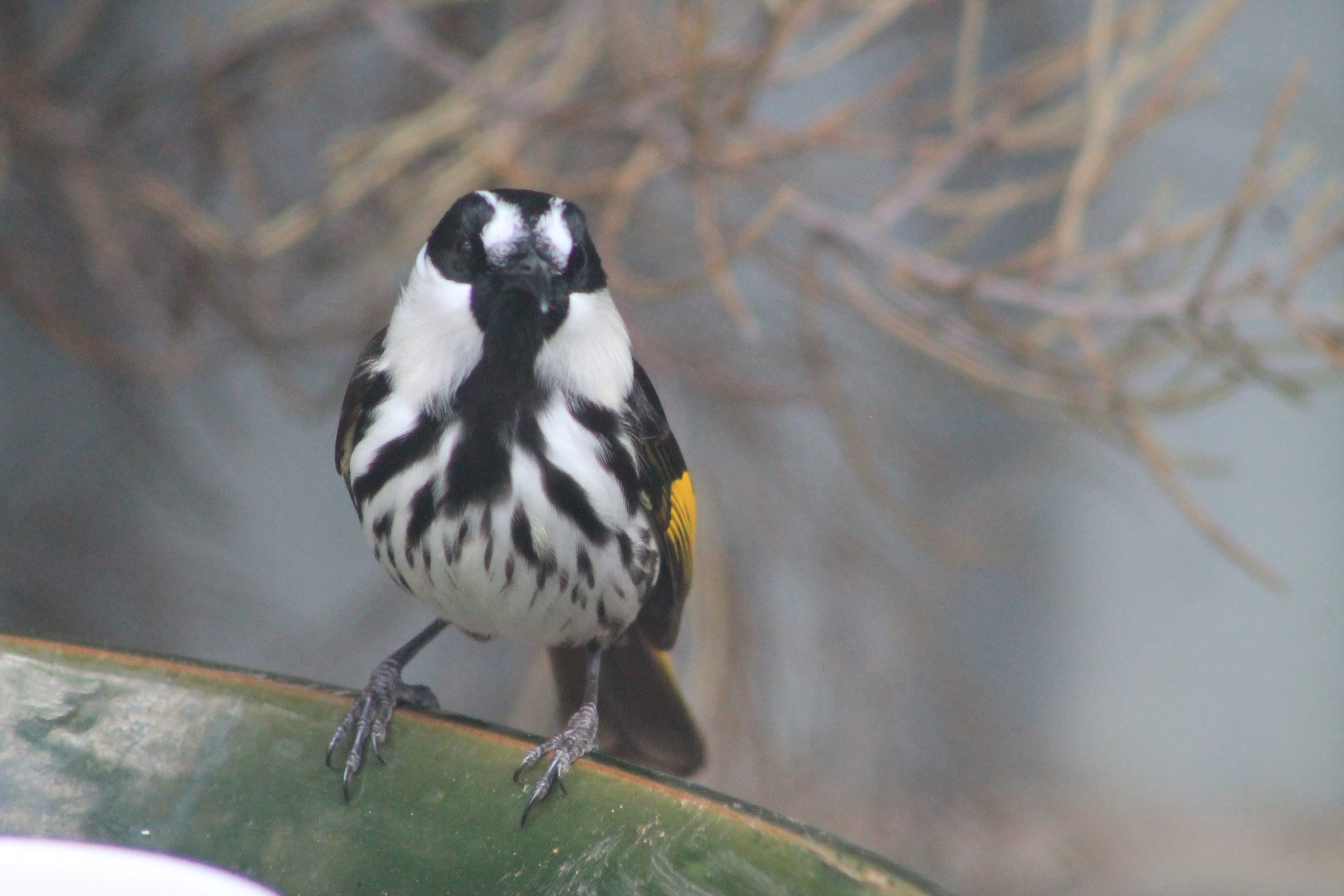 White-cheeked Honeyeater (Phylidonyris niger)