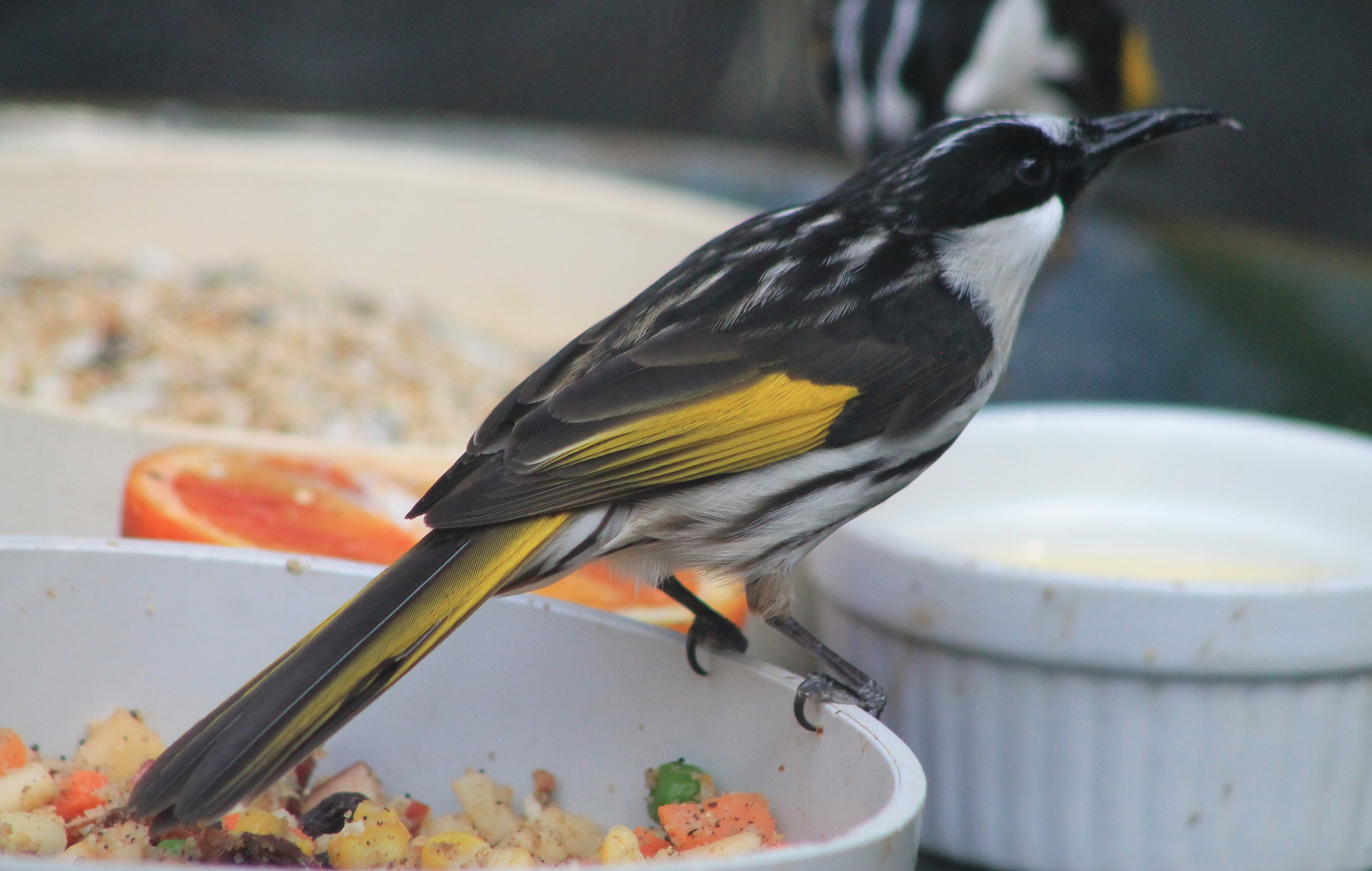 White-cheeked Honeyeater (Phylidonyris niger)