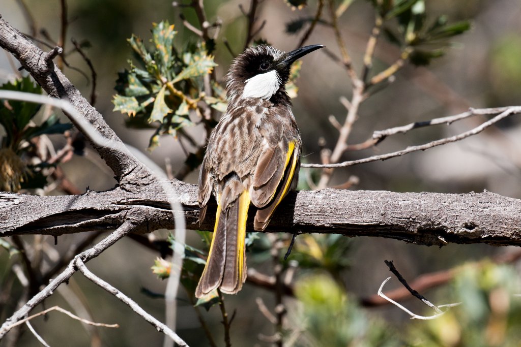 White-cheeked Honeyeater sunning itself