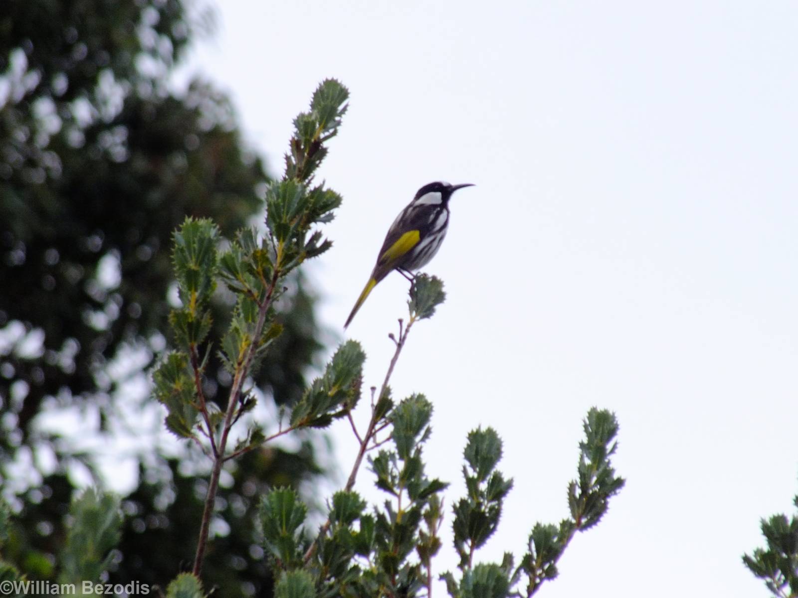 White-cheeked Honeyeater