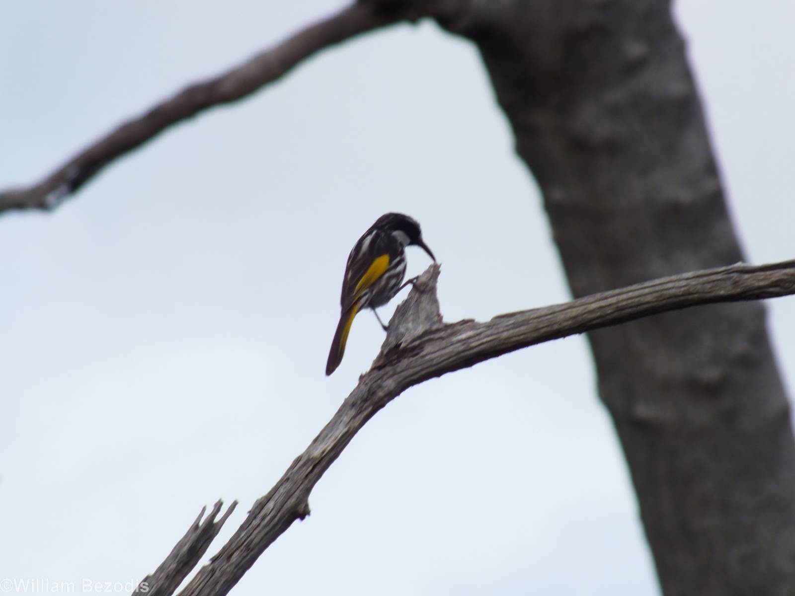 White-cheeked Honeyeater