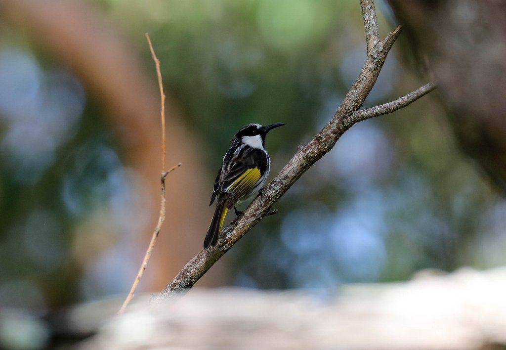 White-cheeked Honeyeater