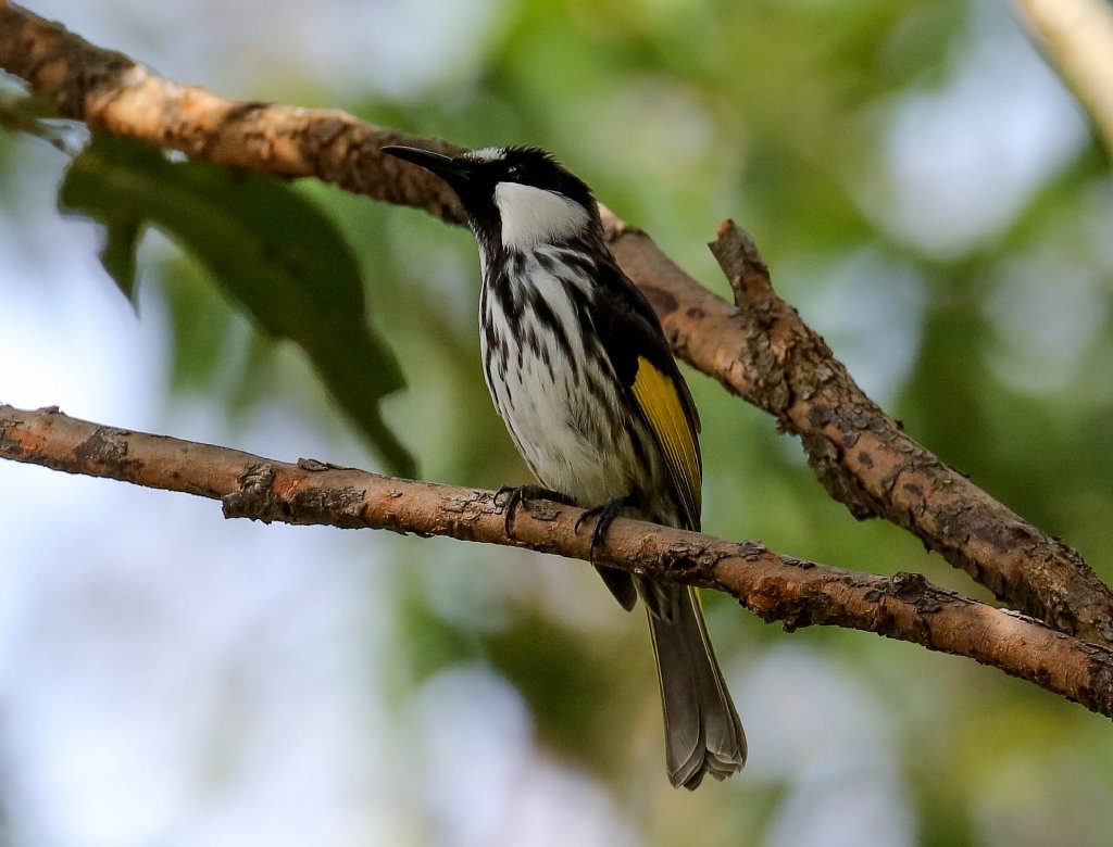 White-cheeked Honeyeater