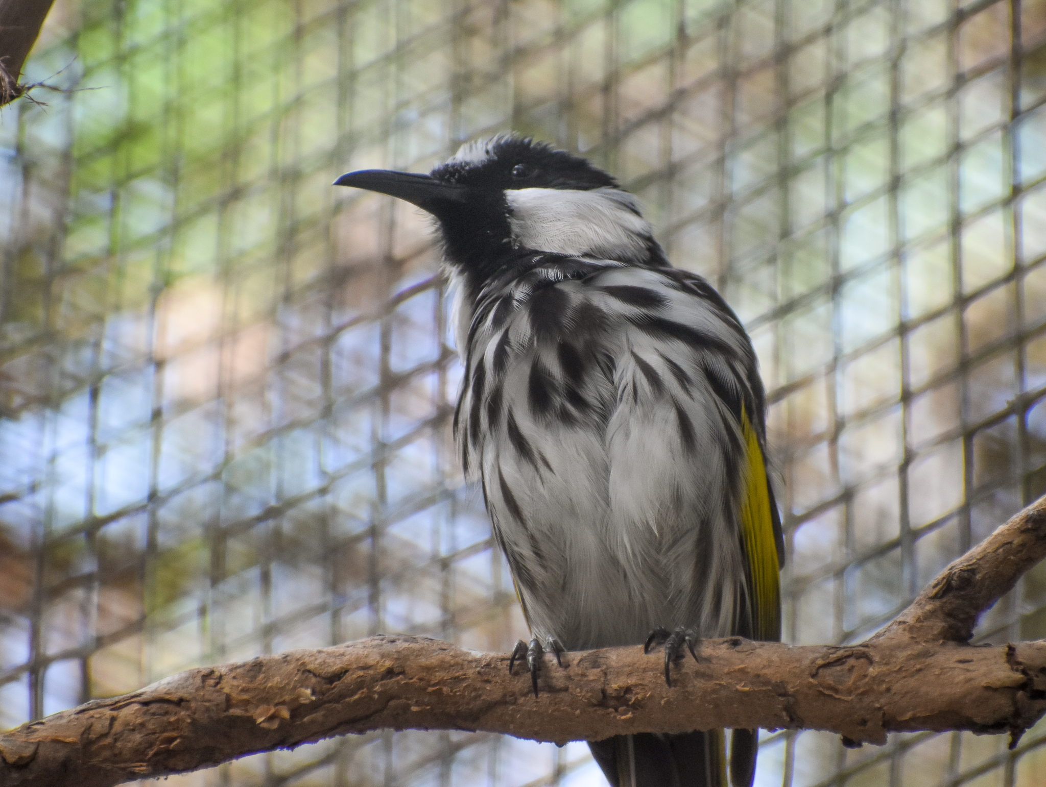 White-cheeked Honeyeater