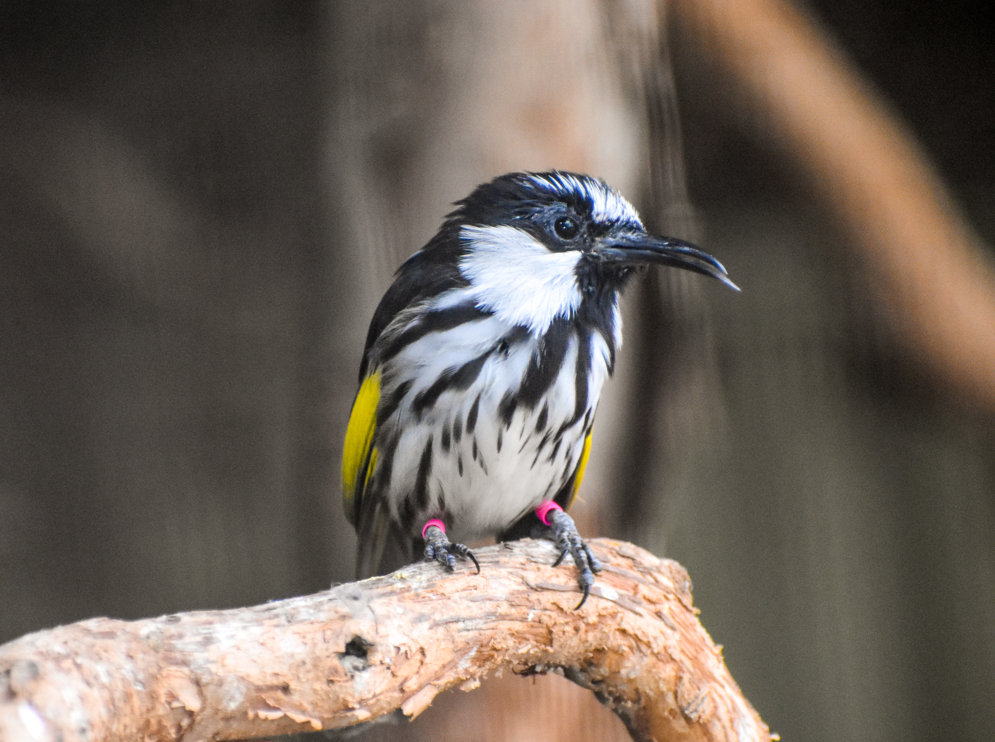 White-cheeked Honeyeater