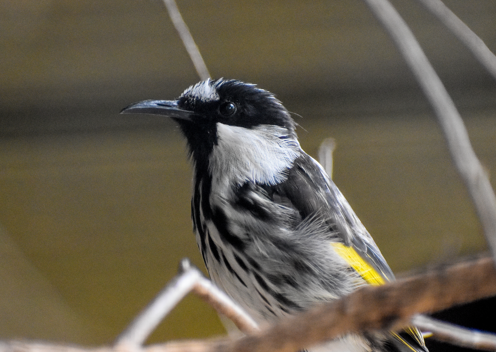White-cheeked Honeyeater