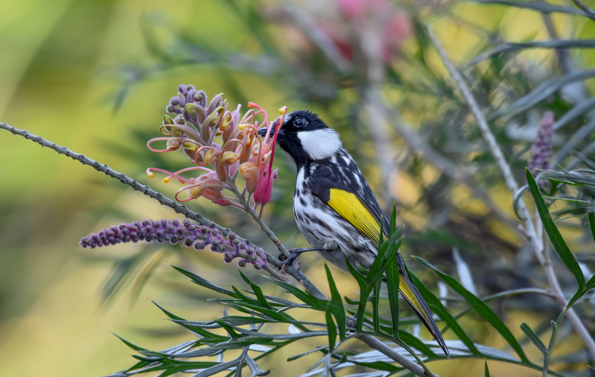 White-cheeked Honeyeater