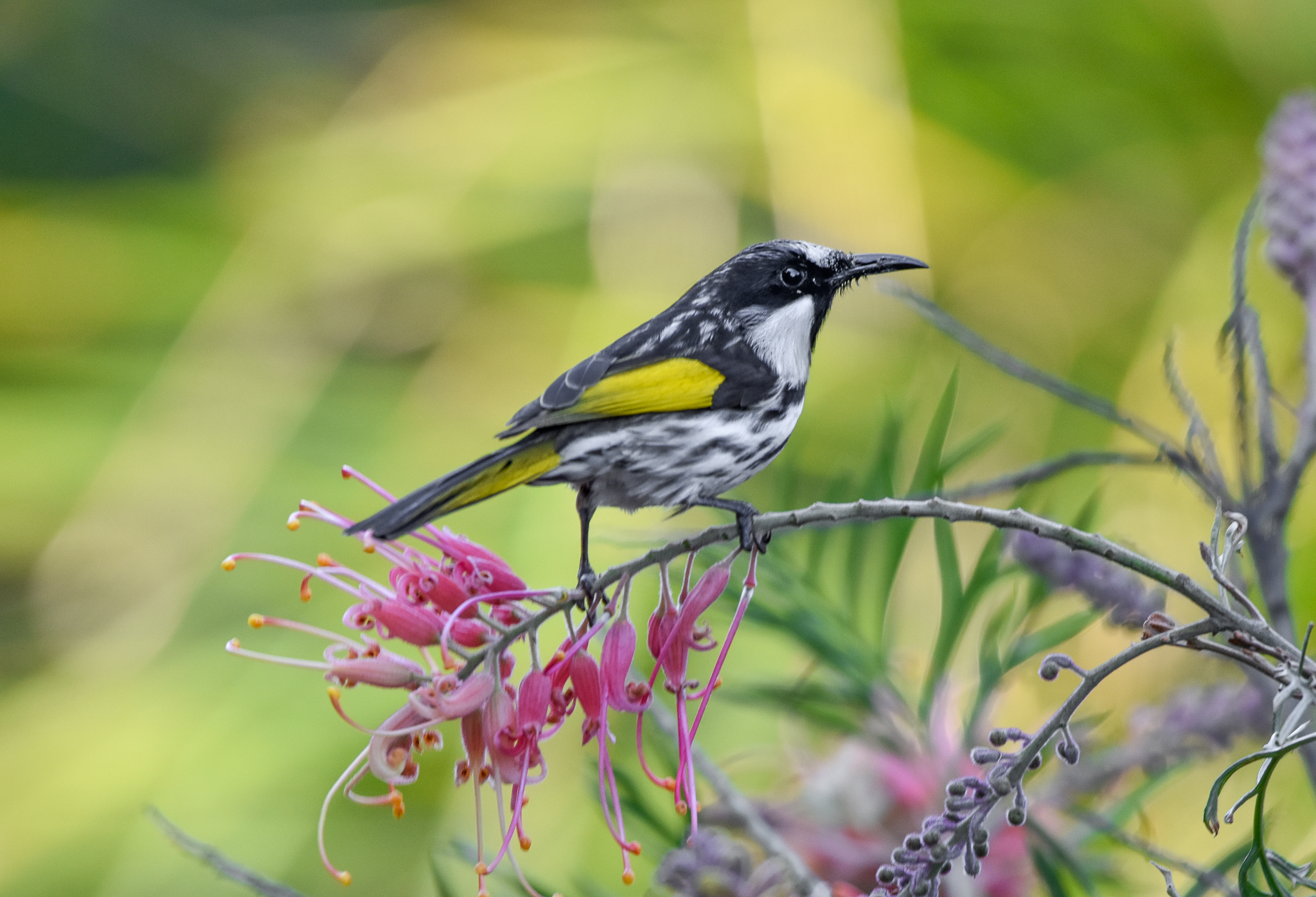 White-cheeked Honeyeater