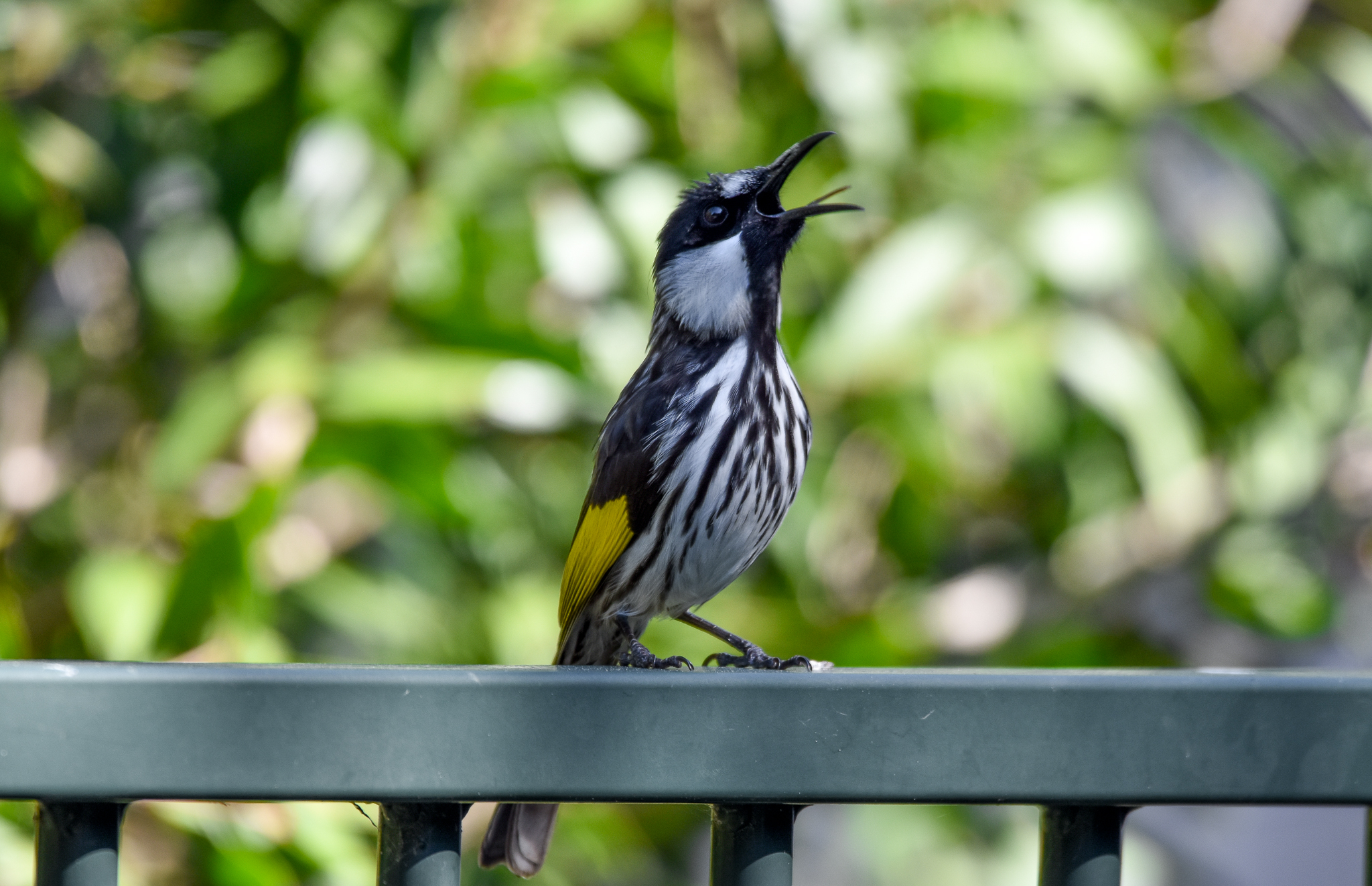 White-cheeked Honeyeater