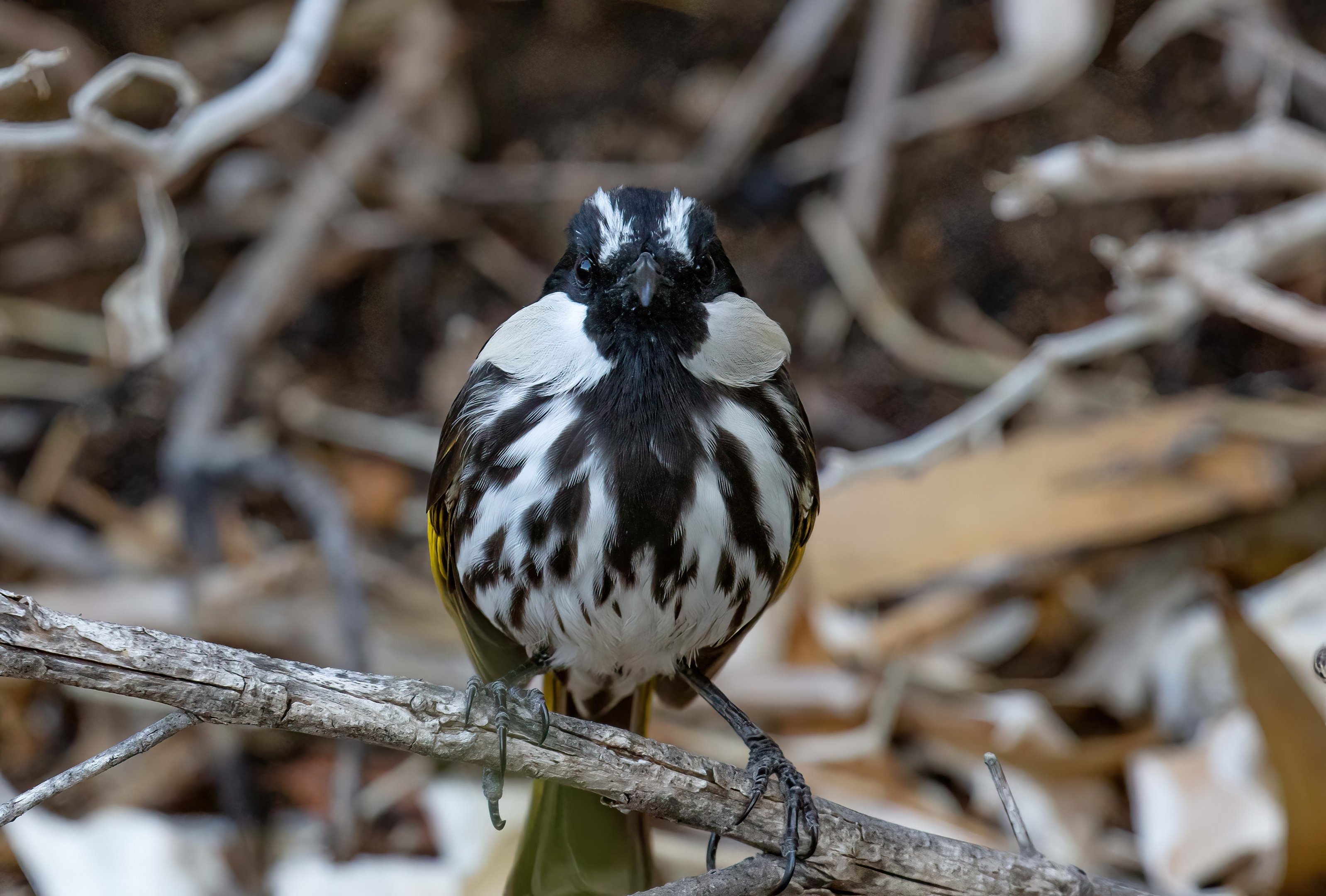 White-cheeked Honeyeater