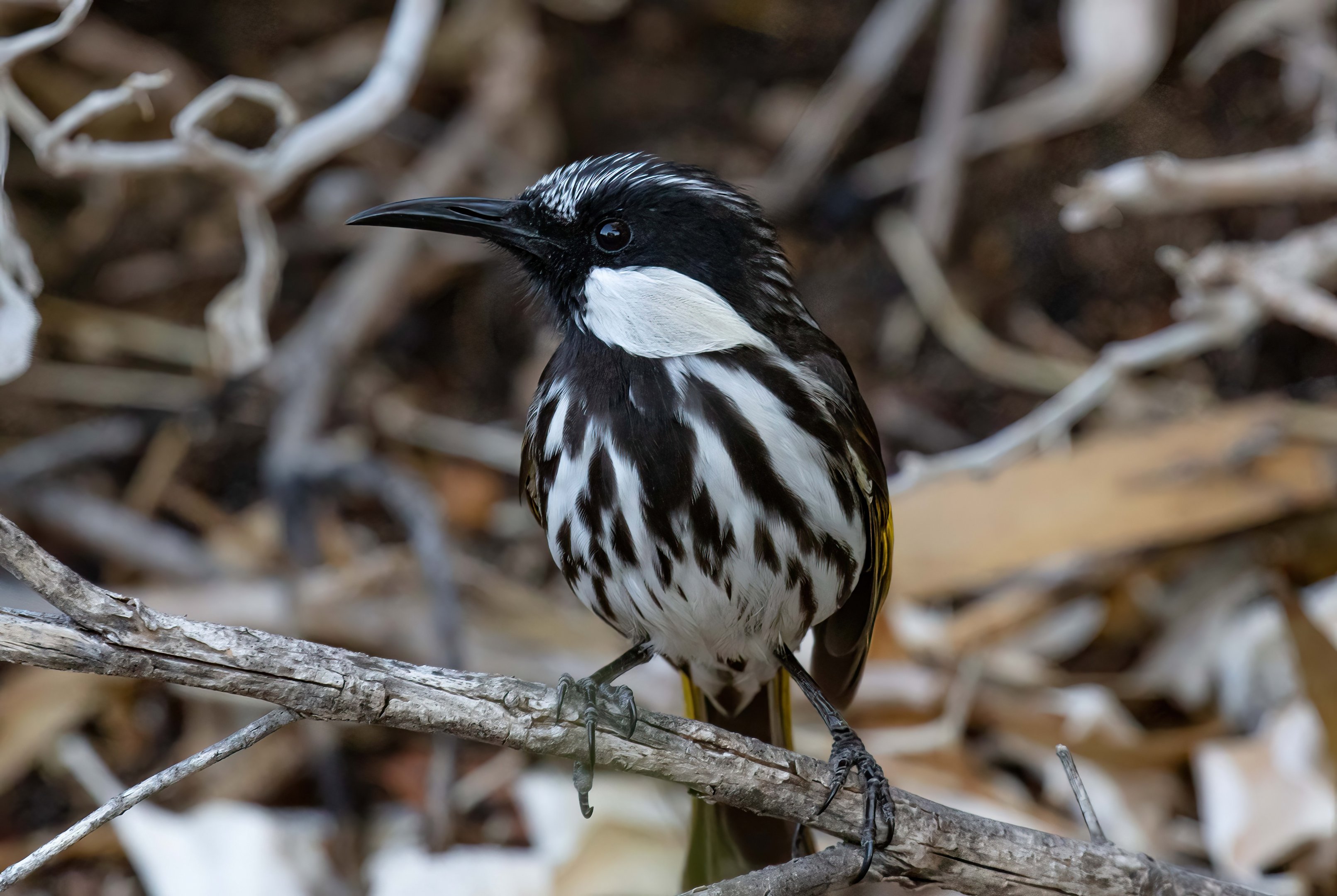 White-cheeked Honeyeater
