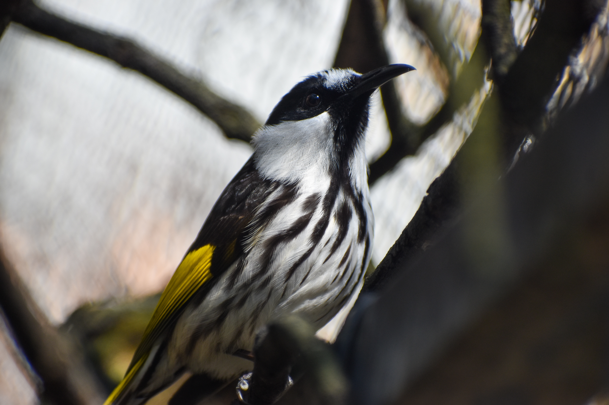 White-cheeked Honeyeater