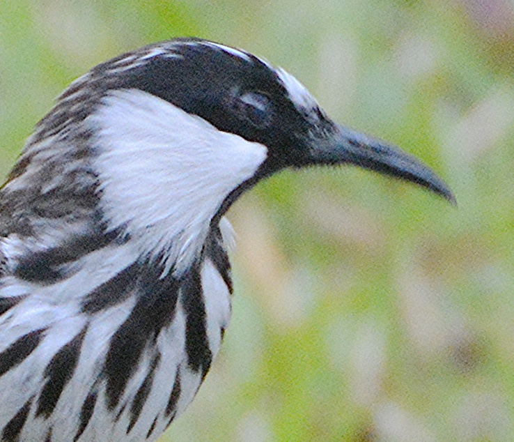 White-cheeked honeyeater