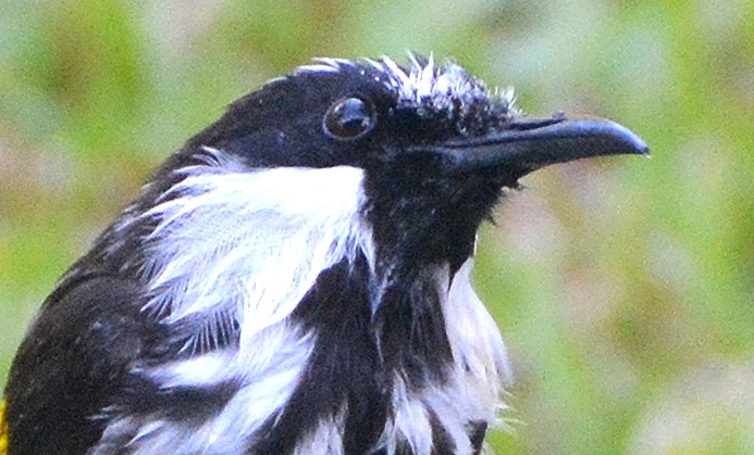 White-cheeked honeyeater