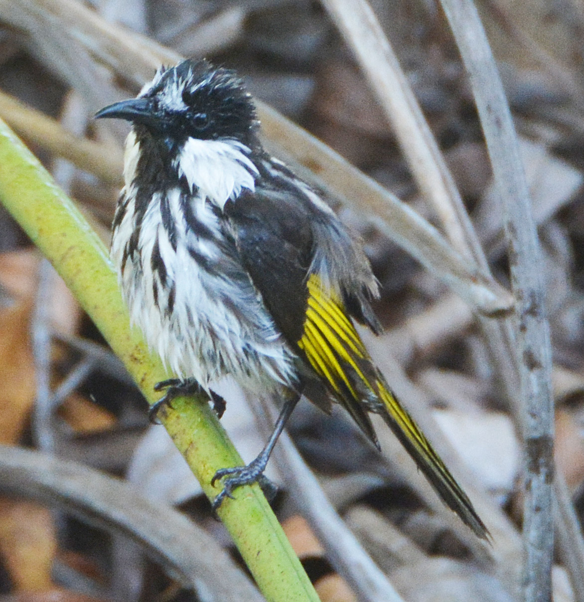 White-cheeked honeyeater