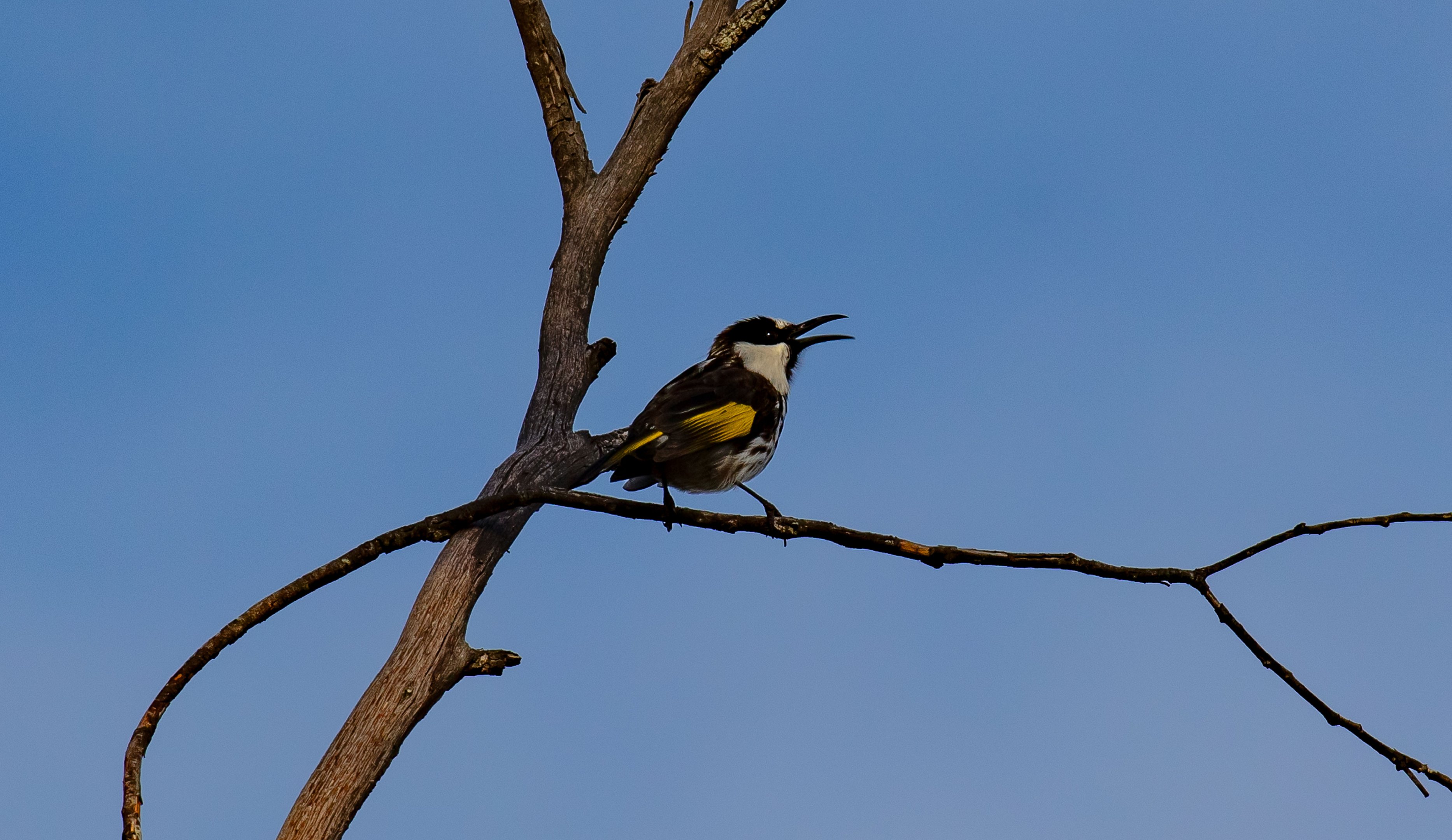 White-cheeked Honeyeater