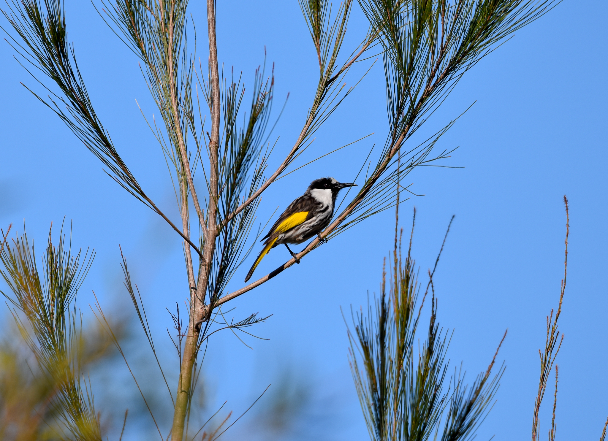 White-cheeked Honeyeater