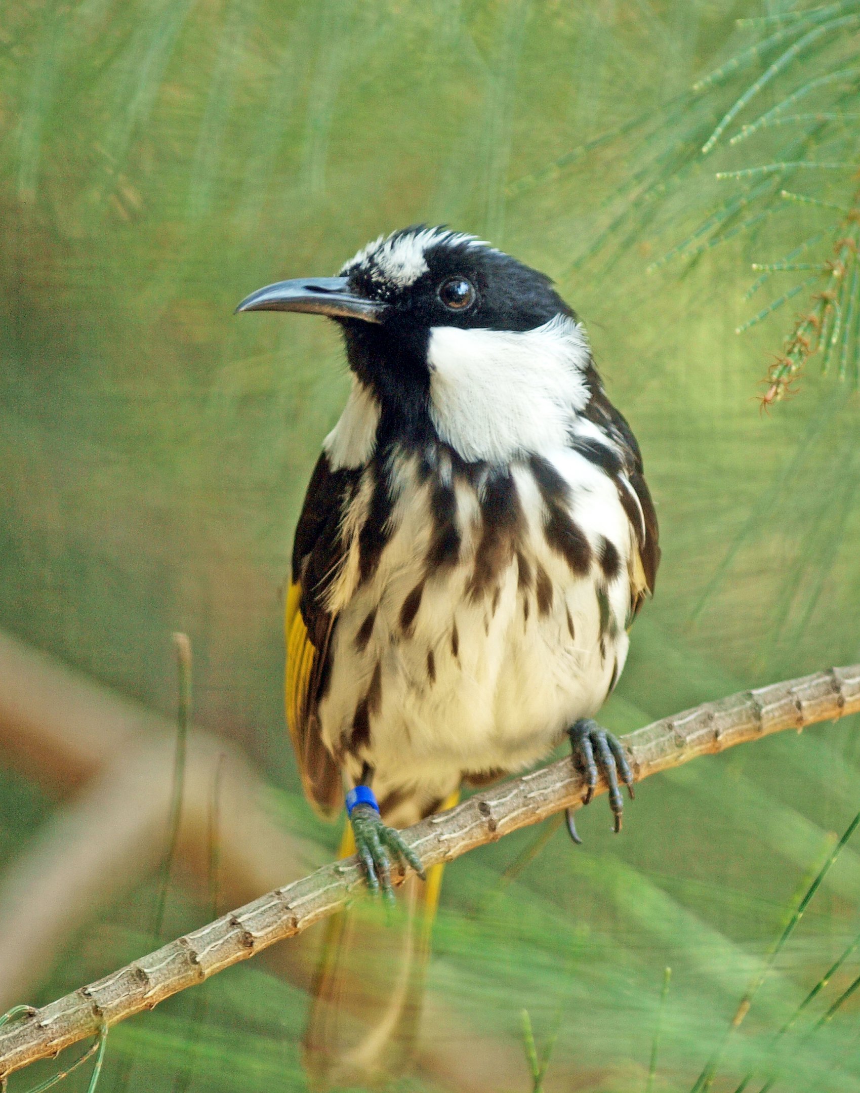 White-cheeked honeyeater