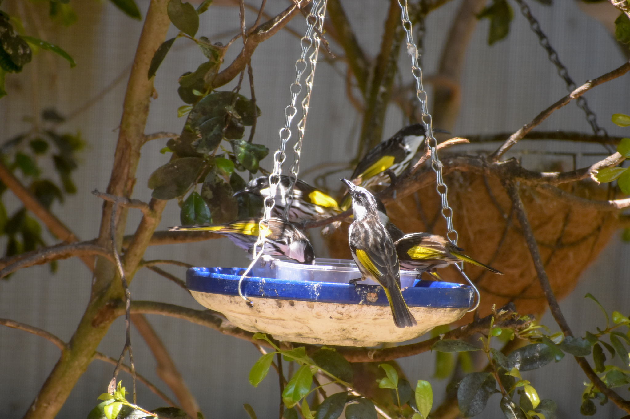 White-cheeked Honeyeaters