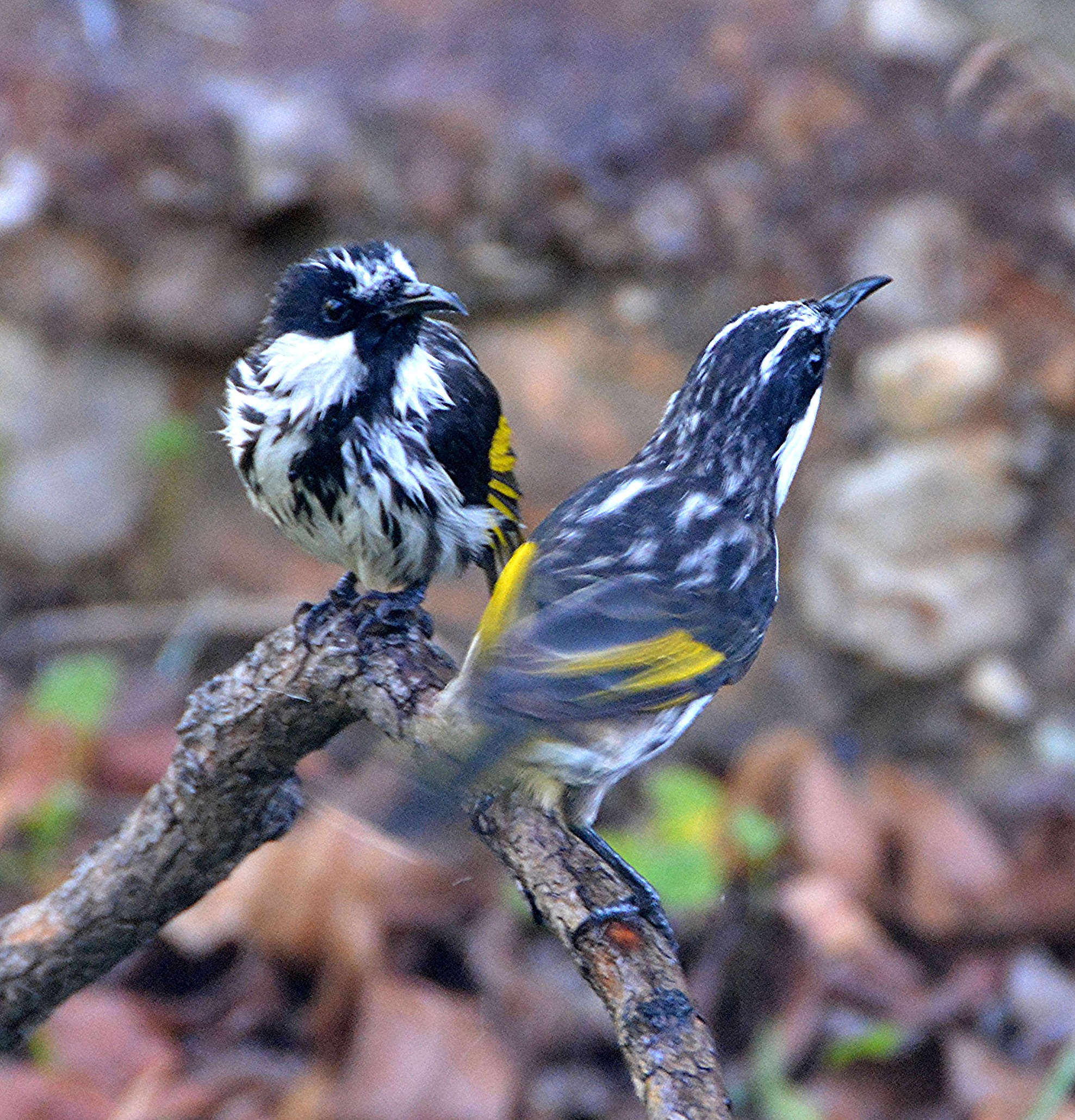 White-cheeked honeyeaters